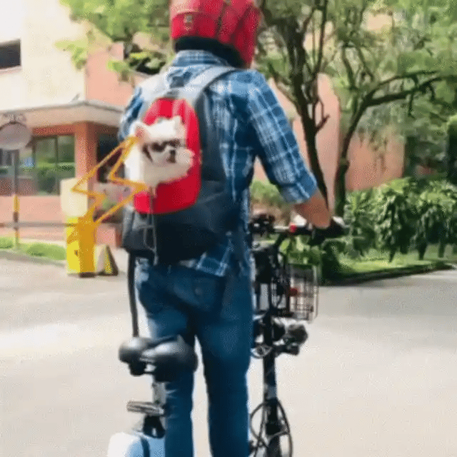 PET GLASSES Talla S 36001